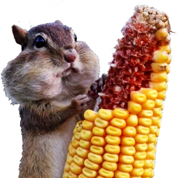 ftecorn corn squirrel animals outsideanimals freetoedit