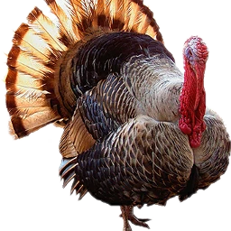 fteturkeys turkeys freetoedit