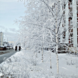 freetoedit white winter trees myphotography