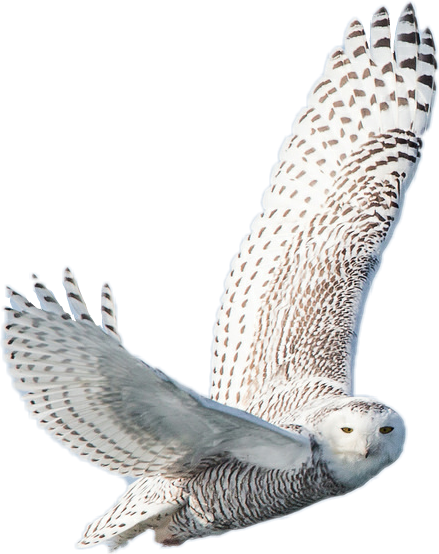 owl freetoedit #owl sticker by @taliafera