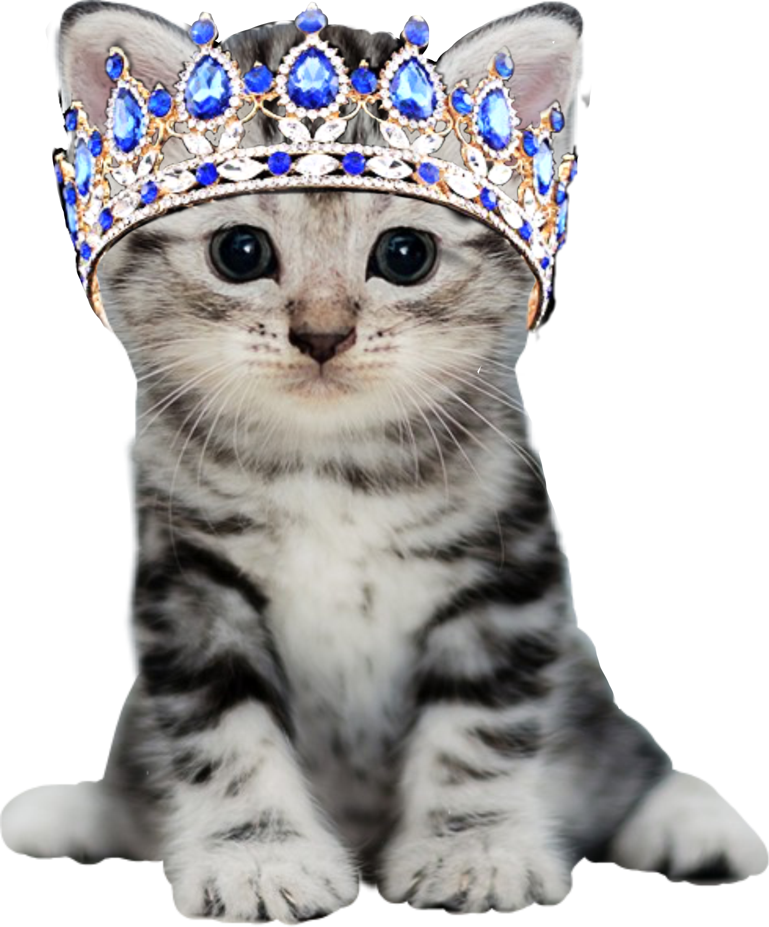 Включи королевский кот. Красивые королевские кошки. Кот и король. Кошка в королевском платье. Королевский котик.