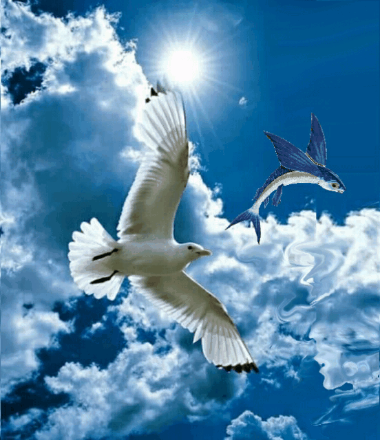 Fly Fish Fly Gif By Aleksey Prontarsky Fly Fish Fly Gif By Aleksey Prontarsky