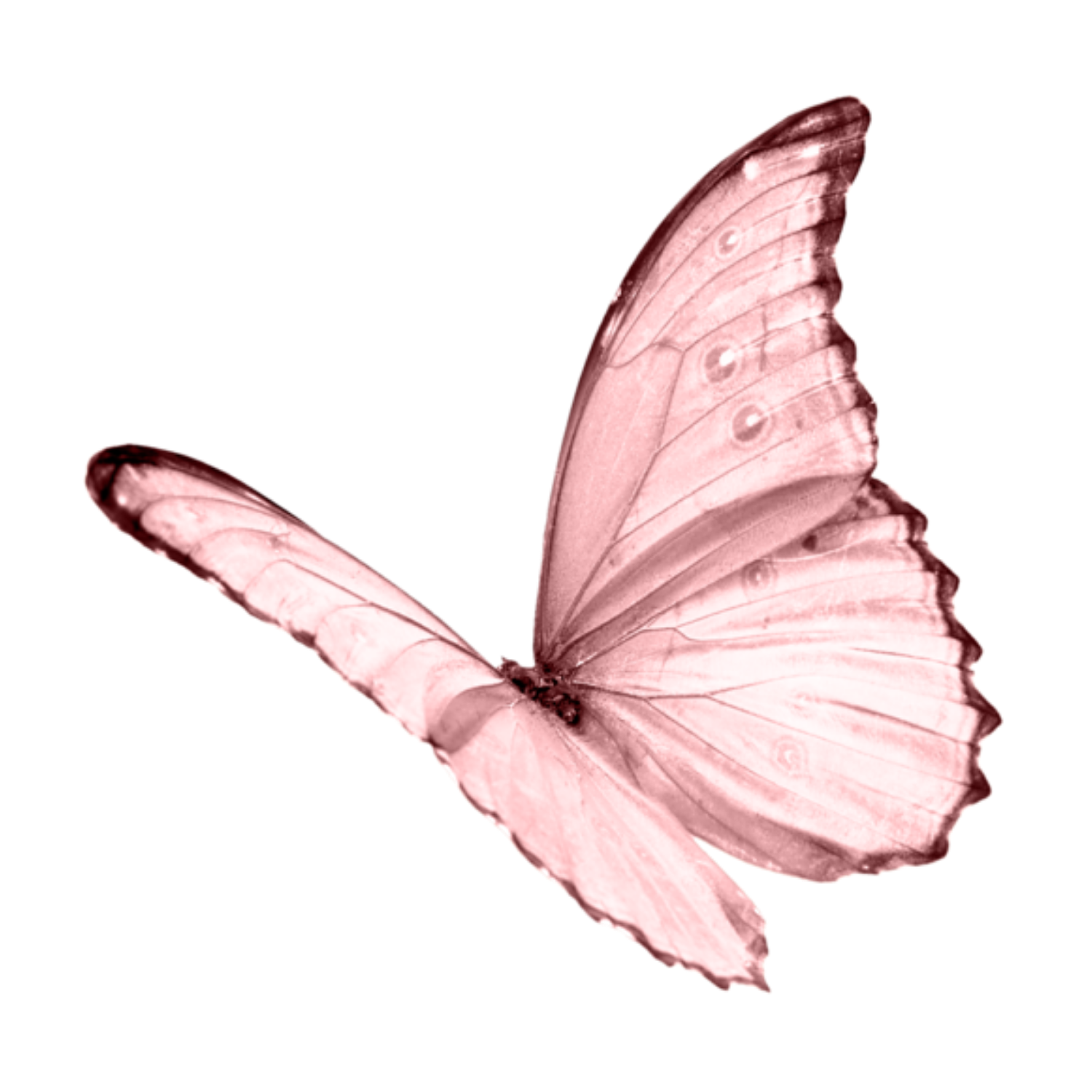 Белая розовая бабочка