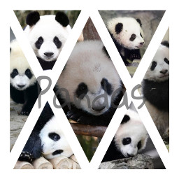 pandas collage