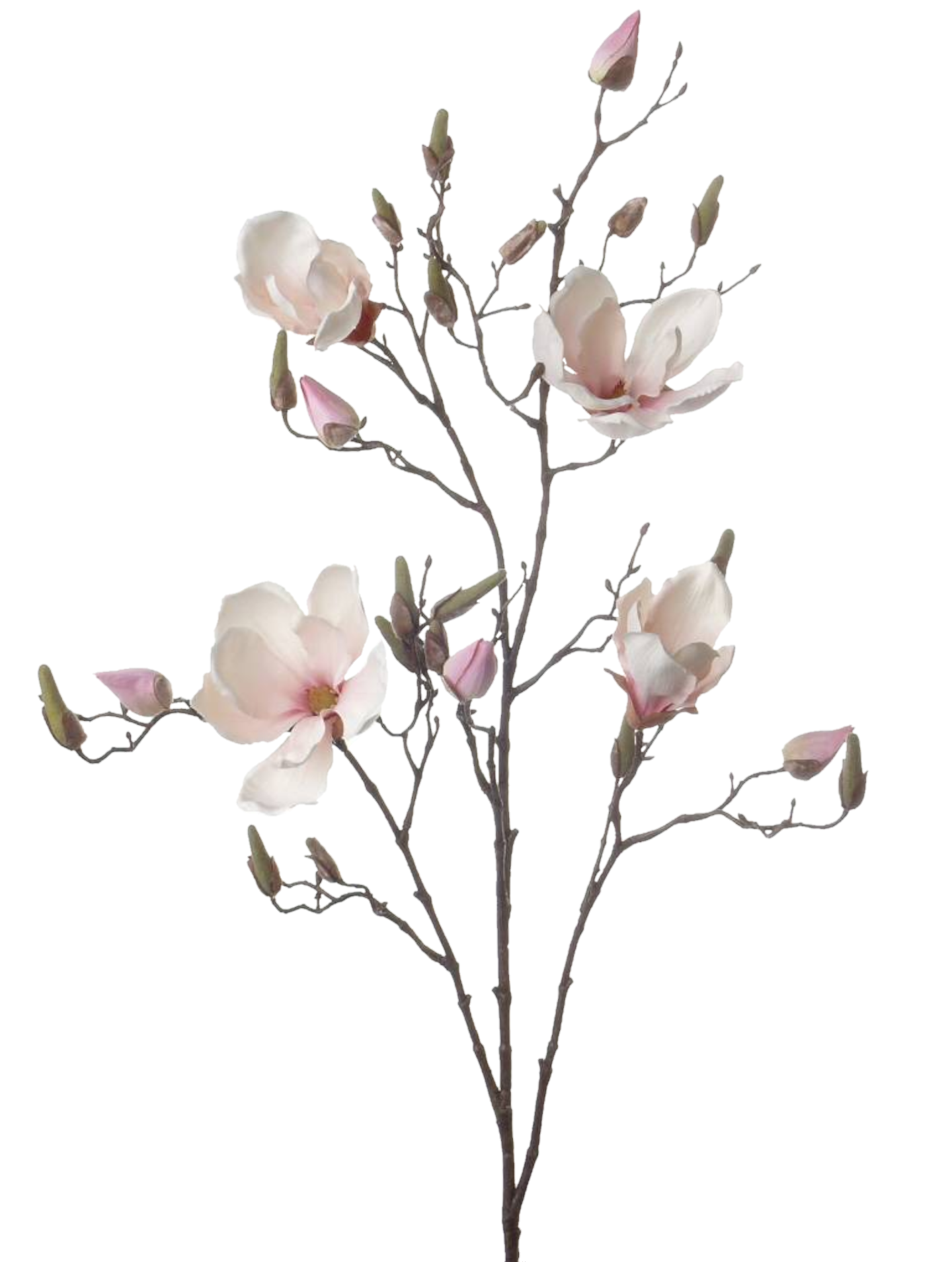  flower magnolia - Sticker by aam vd braak