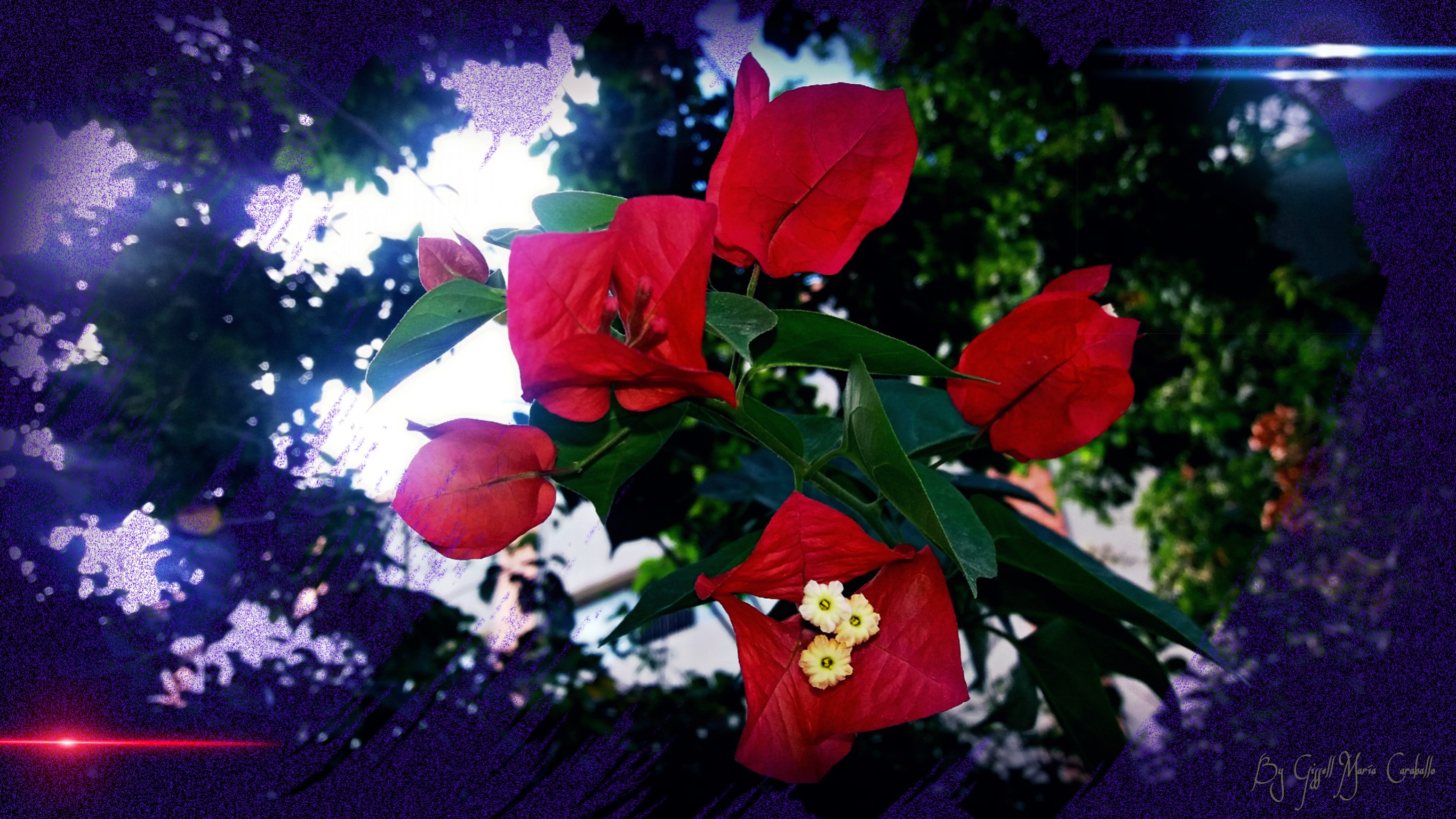 #photography #fotografia #nature #naturaleza #flowers🌹🌷 #floral #vibranteeffects #blur #lovenature😍😍😍😍 #trinitarias #fucsia 