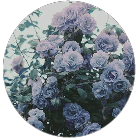 roses blue aesthetic  pastel  vintage  old 