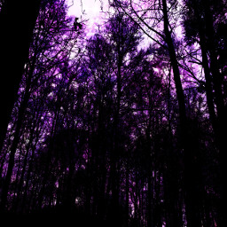 trees sky stars purple