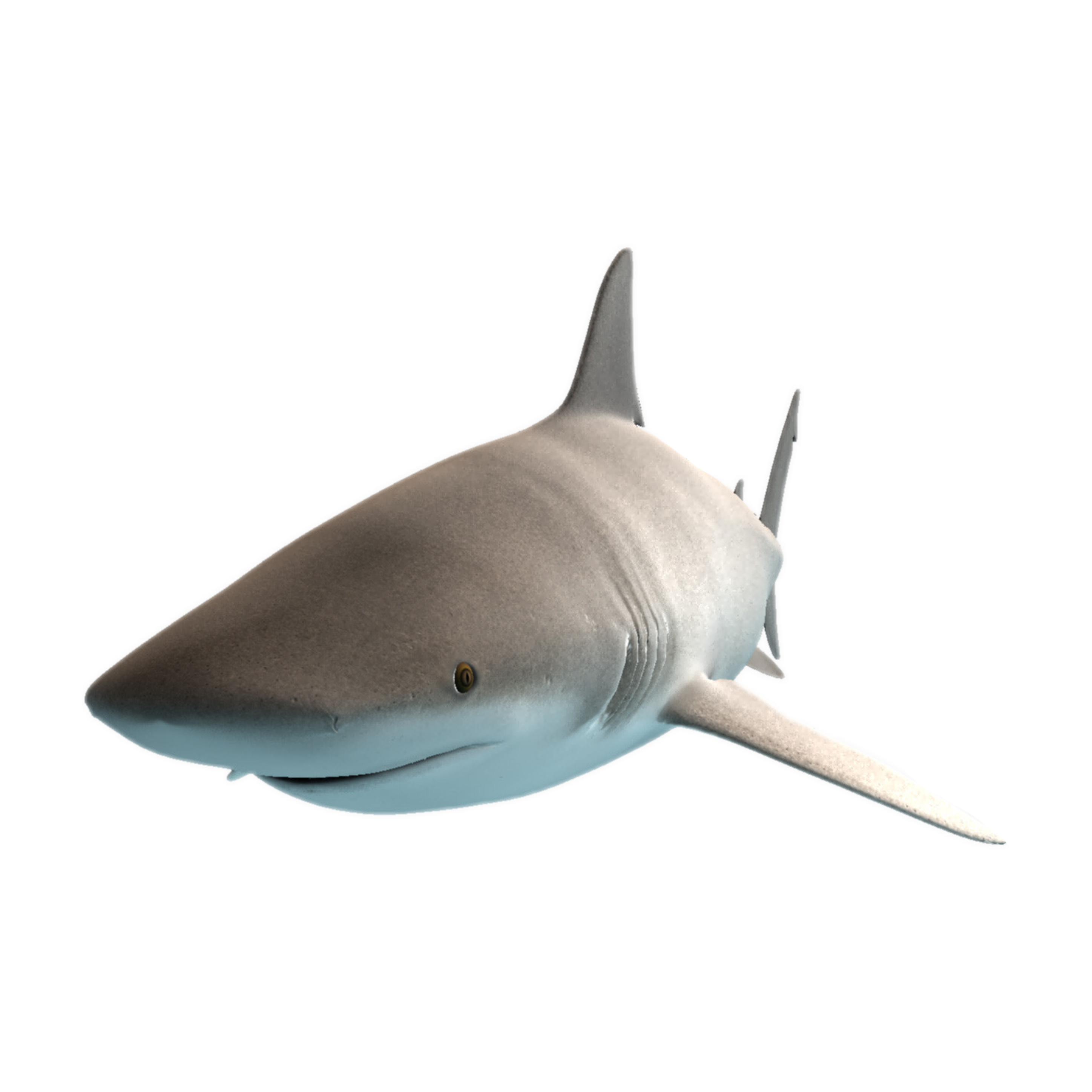 Акула на белом фоне. Белая акула. Белая акула фото. Shark без фона