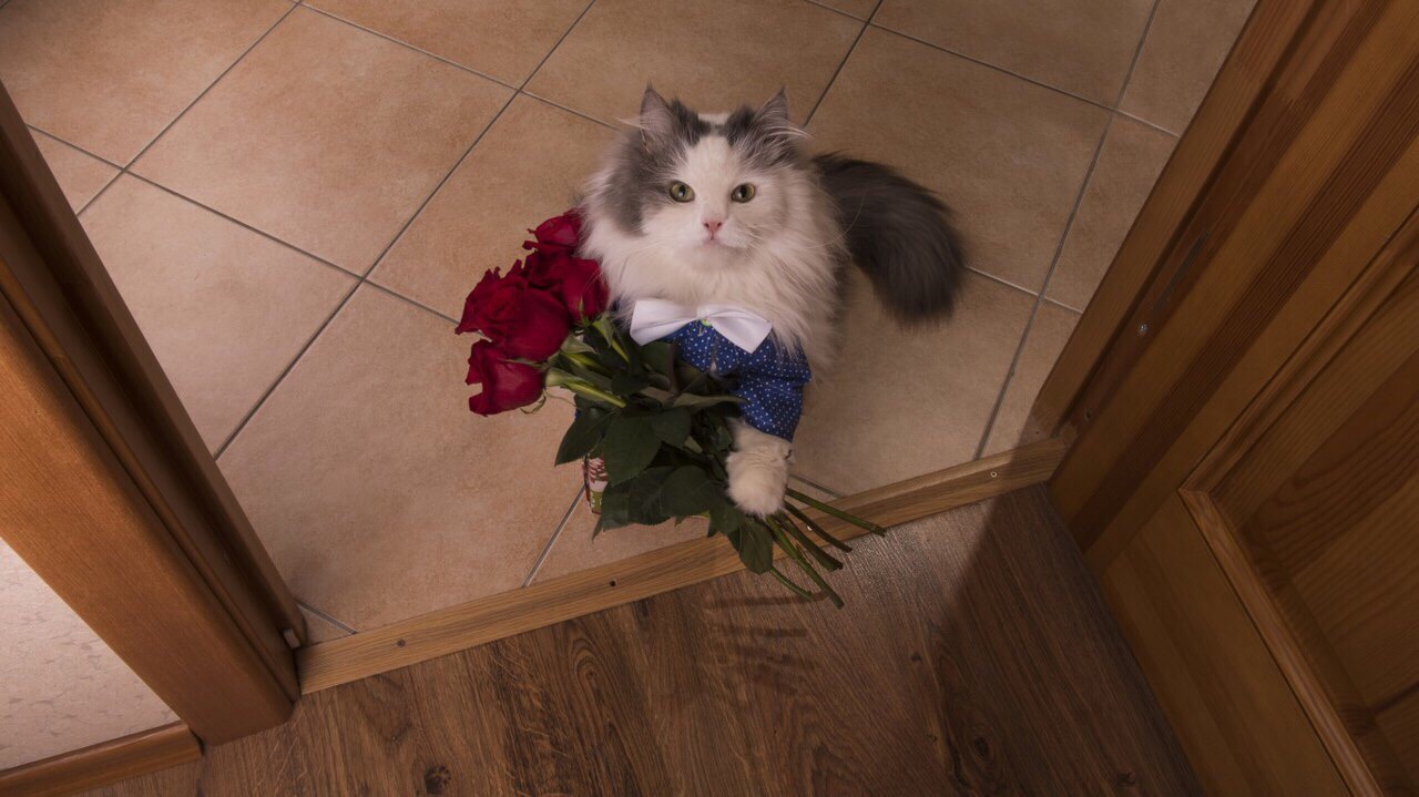 freetoedit remix temixit cat flower image by @diana_gusarova.