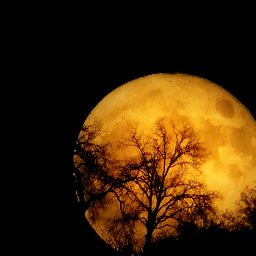 love california moon night trees pctrees