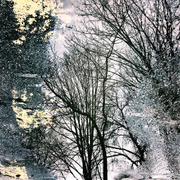 abstract reflection tree nature minsk