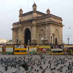 pigeons gateway_of_india pcbirds birds gateway