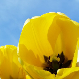 spring yellow tulip happy pcspring