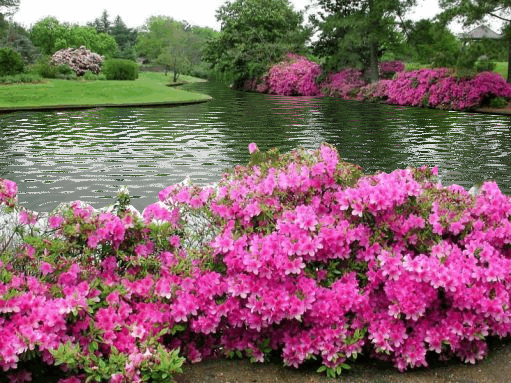 flower rain gif GIF by majedbazadough201