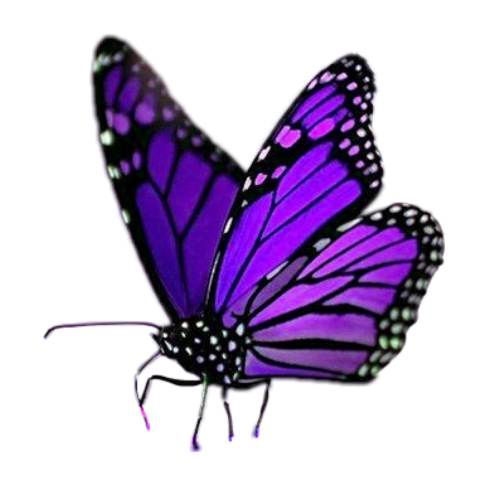 Butterfly Butterflies Purple Freetoedit Sticker By @taylse