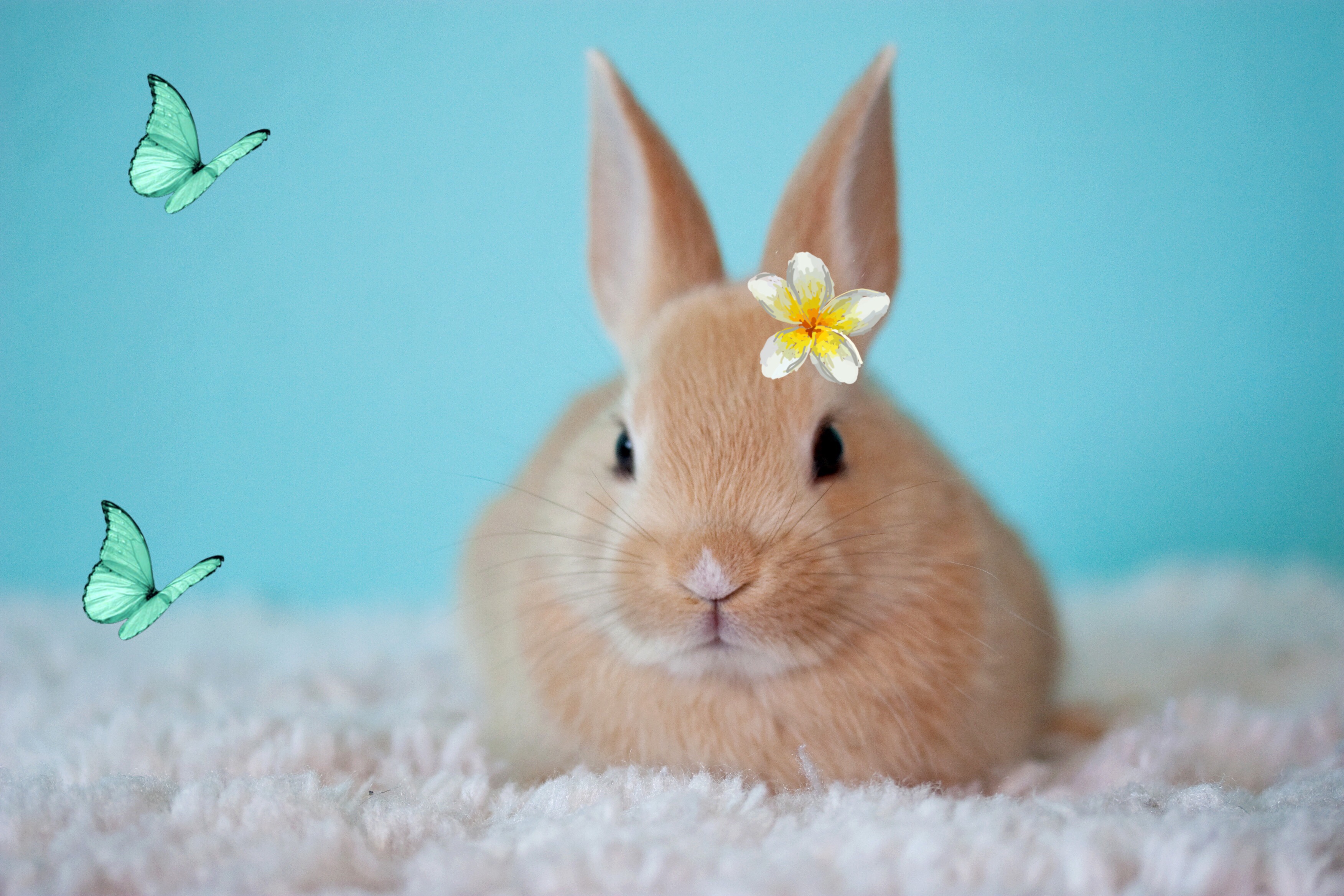 ircbabybunny babybunny cute bunny flower image by @pixle22.