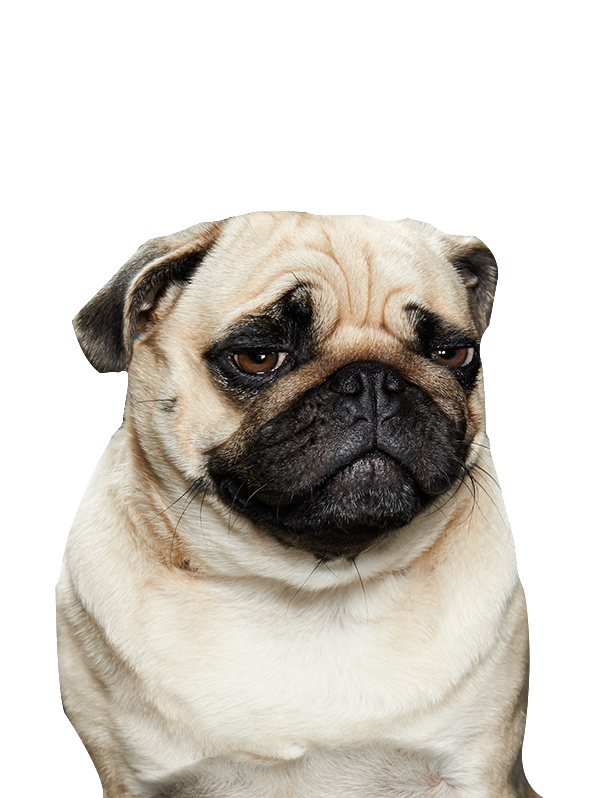 freetoedit ftestickers dog mops cute sticker by @freetoedit