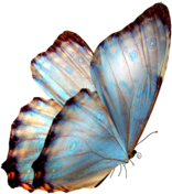 butterfly blue freetoedit