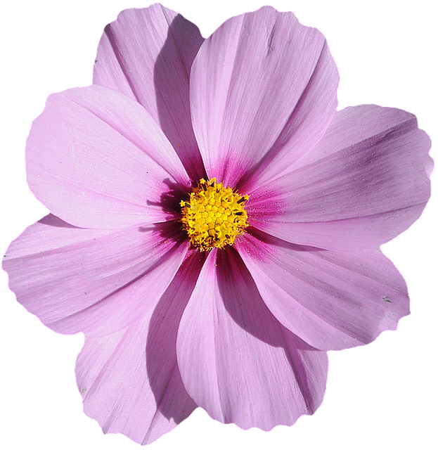 ユニークピンク 花 画像 かわいい すべての美しい花の画像