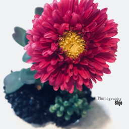 flower color photography