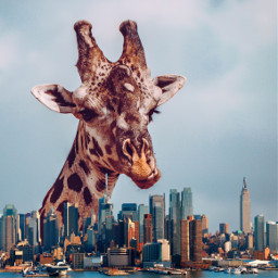 freetoedit ircgiraffe giraffe cityscape skyline