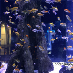 aquarium fish light photography