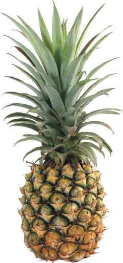 pineapple freetoedit