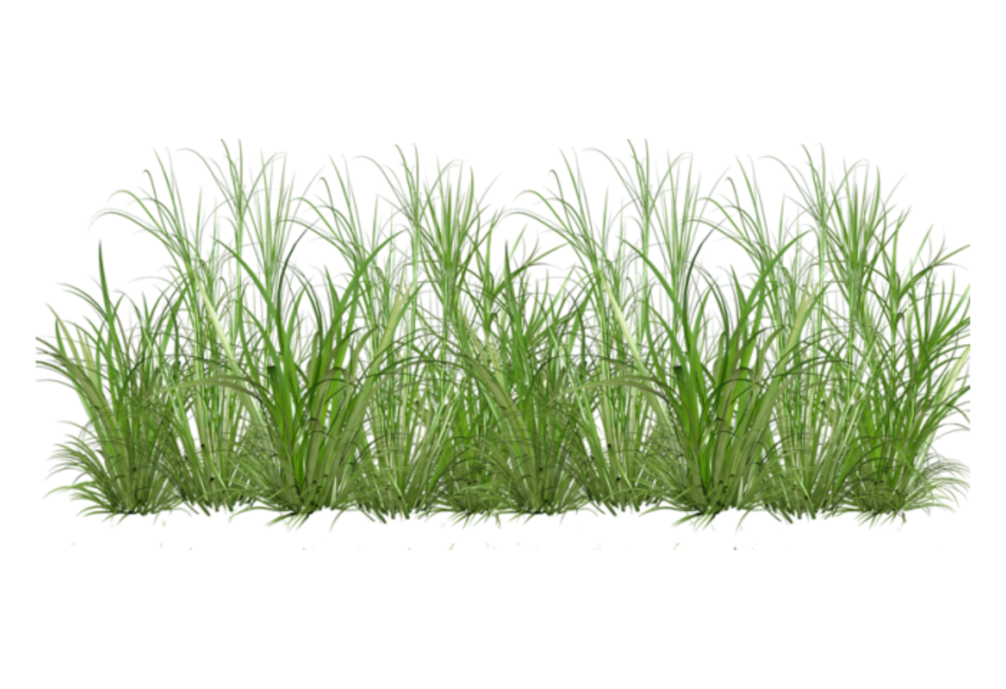 Трава в полный рост. Куст травы. Трава на прозрачном фоне. Куст с травой на белом фоне. Травинка на прозрачном фоне.