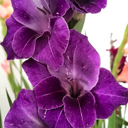 pcpurple purple purpleflower orchid freetoedit