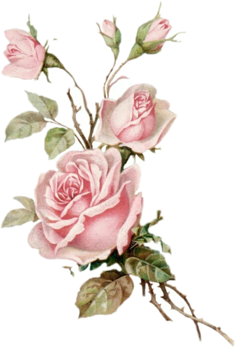 Rose Scrose Sticker By Cloud