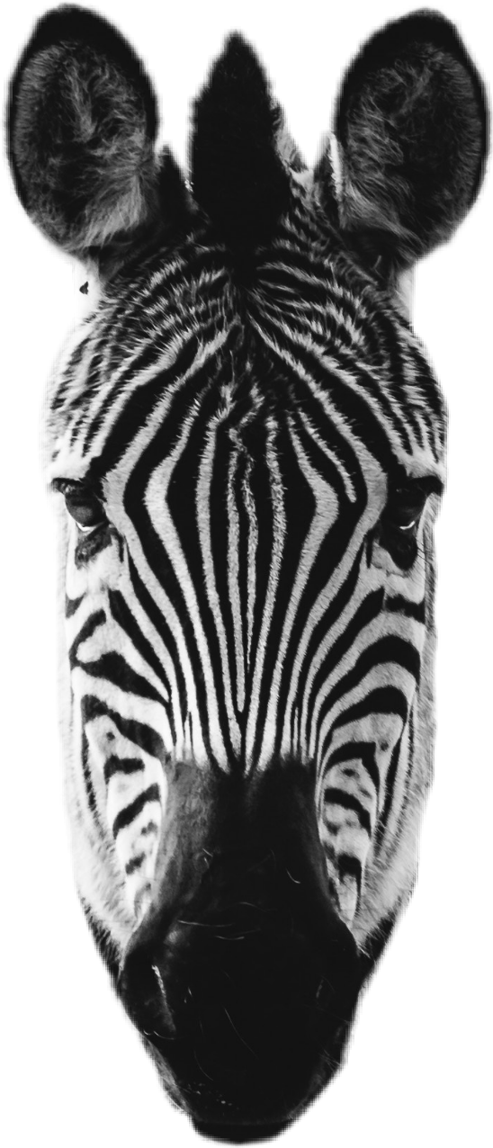 zebra head zebrahead freetoedit #zebra sticker by @fuxociety