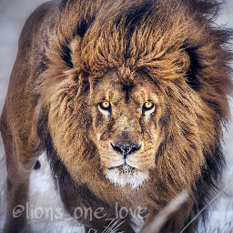lion lions lioness lionking pride