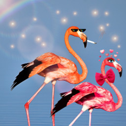 ircflamingo flamingo freetoedit funny flamingos