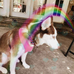 freetoedit puppysquad pupsforlife birthday rainbow