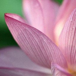 freetoedit flower pink petals