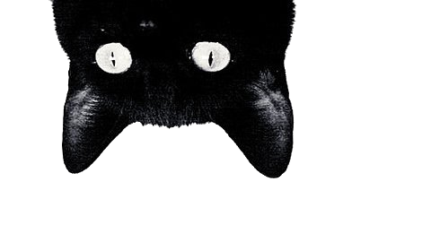 gato cat cats negro white freetoedit sticker by @tamara_cruz
