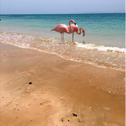 freetoedit remix flamingo persiangulf beach