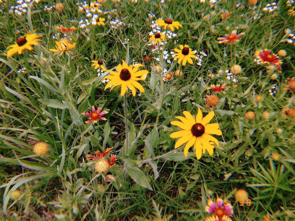 freetoedit flower yellow aesthetic vintage