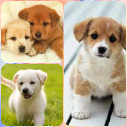 puppies ccselfiecollage selfiecollage