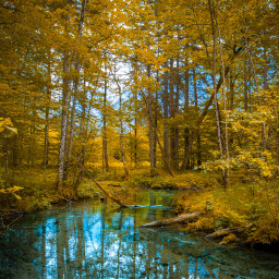 nature trees woods inthewoods yellow daylight