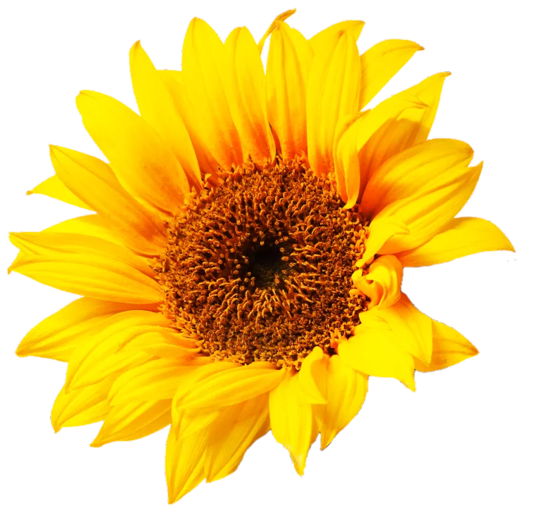 Yellow Aesthetic Stickers Sunflower - Draw-meta