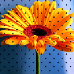 sunflower girasol flower flor nature