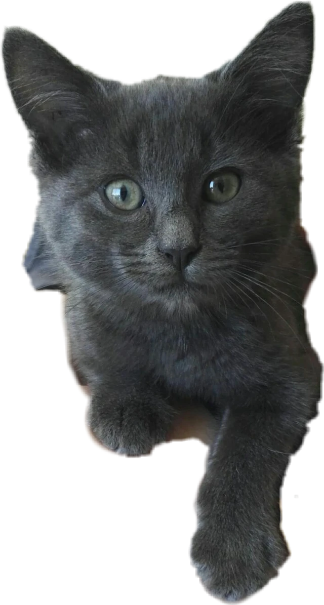 Hermione Chat Chatte Cat Sticker By Julie Mad Hermione Chat Chatte Cat Sticker By Julie Mad