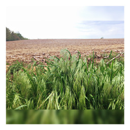 freetoedit grass contrast field