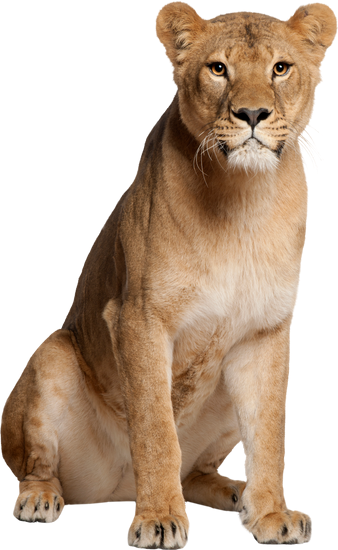 Popular and Trending lioness Stickers on PicsArt