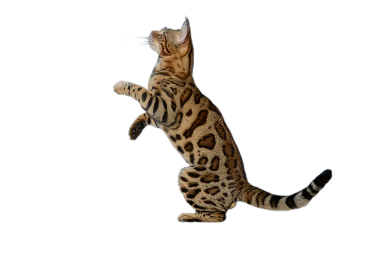 cat bengalcat bengal animal sticker by @ilifeinmyownworld.