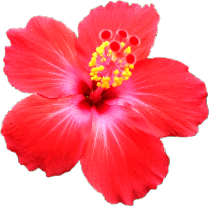 Bunga Raya bunga raya flower Sticker by izahlover