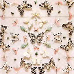 freetoedit cute beautiful butterfly butterflys