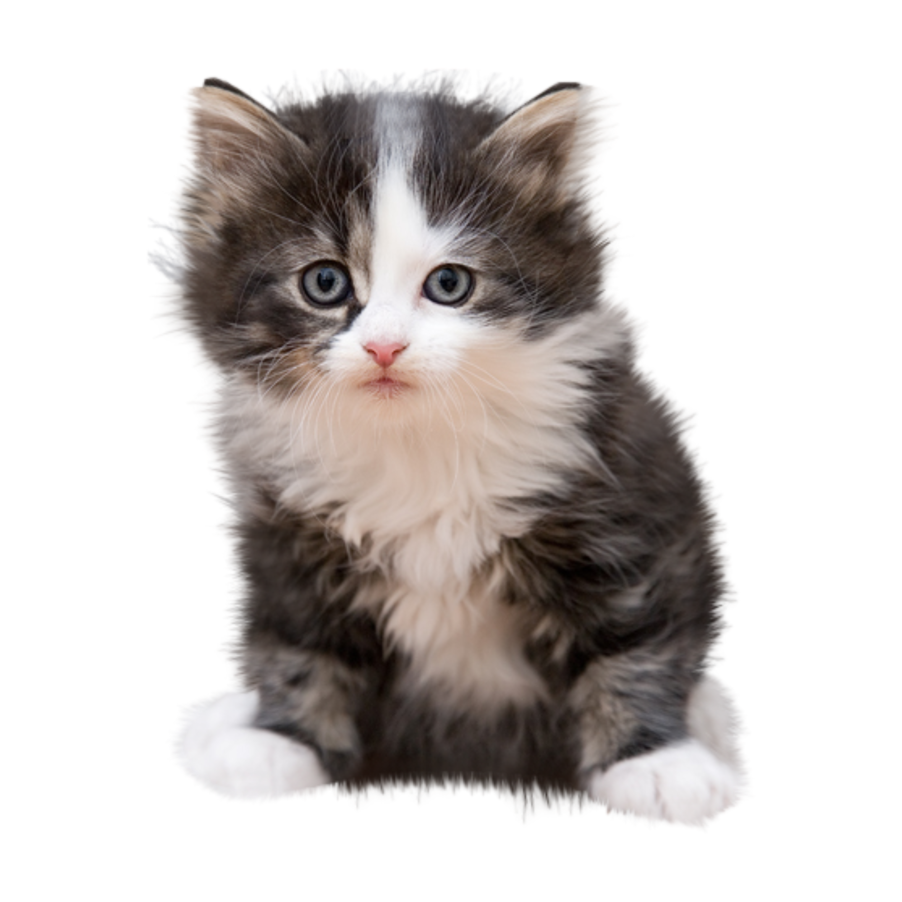 Милый котик на белом фоне